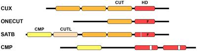 CUT homeobox genes: transcriptional regulation of neuronal specification and beyond